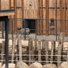 Naujieji Lietuvos zoologijos sodo gyventojai – broliai zebrai