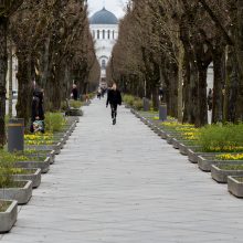 Laisvės alėjoje – daugiau spalvų: į dangų stiebiasi narcizai