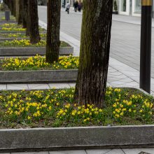 Laisvės alėjoje – daugiau spalvų: į dangų stiebiasi narcizai