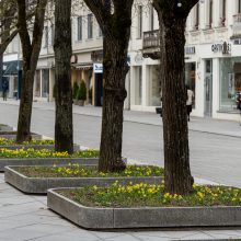 Laisvės alėjoje – daugiau spalvų: į dangų stiebiasi narcizai