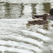 Į VDU Botanikos sodą – tropinių drugių