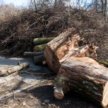 Vyriausybė – prieš siūlymą griežčiau bausti želdinių naikintojus ir žalotojus