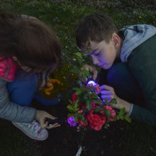 Naktinėjimuose botanikos sode – azartiškos švytėjimo paieškos