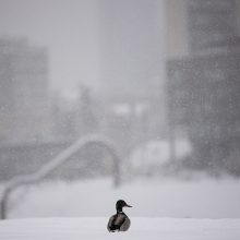 Meteorologė: stiprus snygis nepasiekė nei stichinių, nei katastrofinių rodiklių