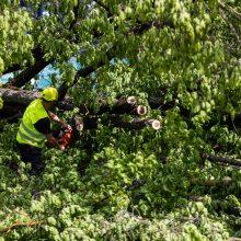 Šimtametį ąžuolą nukirtusi bendrovė atsiprašo: neįvertinome medžio svarbos visuomenei