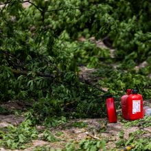 Dėl Vilniuje nukirsto ąžuolo prokuratūra pradėjo ikiteisminį tyrimą