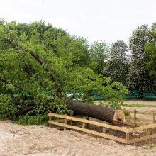 Dėl nukirsto šimtamečio ąžuolo savivaldybė kreipsis į prokuratūrą