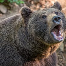 Karatistas kalnuose sugebėjo apsiginti nuo dviejų lokių