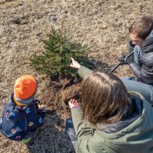 Vilnius kviečia išsaugoti eglutes Kalėdų miškui