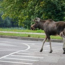 Laukiniai gyvūnai sėja nuostolius keliuose