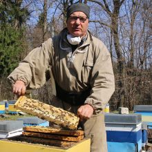Bitininkas A. Amšiejus: jei stipriai neatšals, toks pavasaris – bitėms rojus