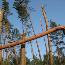 Vilniaus rajone užvirtus kertamam medžiui žuvo vyras