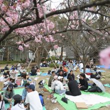 Japonijoje minios žmonių plūsta prie kiek vėliau nei įprastai pražydusių sakurų
