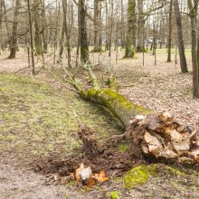 Uraganinis vėjas Kauno apskrityje plėšė stogus, vertė medžius: padaryta didelė žala