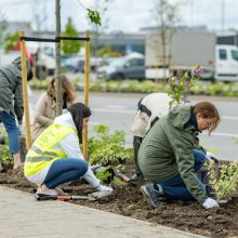 Sostinės P. Lukšio gatvėje pasodinta per 1600  krūmų