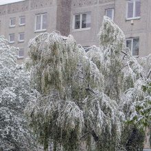 Netikėta: gegužės rytą į Lietuvą grįžo balta žiema