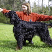 Čempionai: J.Šaltenienė su škotų seteriais dalyvauja parodose, jos šunys ten dažnai skina laurus. 