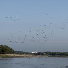 Kaunas taps prastą reputaciją turinčių kormoranų buveine?