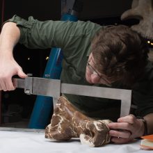 Mokslininkai: Kanadoje rastas tiranozauras – stambiausias iš iki šiol aptiktų