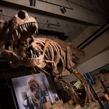 Mokslininkai: Kanadoje rastas tiranozauras – stambiausias iš iki šiol aptiktų
