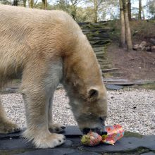 Zoologijos sode neskausmingai numarintas baltasis lokys Nordas