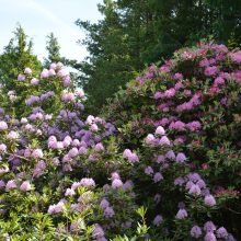Dubravos arboretume jau pražydo rododendrai: įspūdingi žiedai džiugins kelias savaites