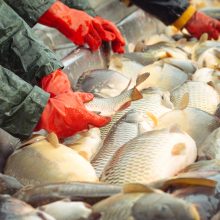 Norintieji įgyvendinti žuvininkystės rinkodaros priemones kviečiami kreiptis paramos