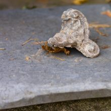 Vilniuje, vokiečių karių kapinėse, rastas nuvirtęs paminklas