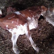 Neabejingus gyvūnų kankinimams kviečia pasirašyti peticiją