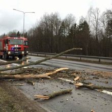Stiprus vėjas verčia medžius, nutraukia elektros laidus: kibirkščiuojančius laidus pūtė link pastato