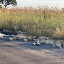 Garsiajame Pietų Afrikos nacionaliniame parke liūtai užkariauja asfaltą