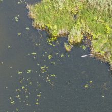 Tyrimas: beveik du trečdaliai Lietuvos upių ir ežerų – prastos būklės