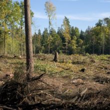 Prokuratūra pradėjo tyrimą dėl medžių kirtimo teisėtumo Verkių regioniniame parke