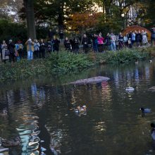 Tokio paukščio Niujorkas dar nematė: tvenkinyje apsigyveno mandarininė antis