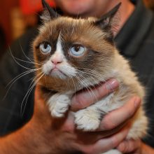 Nugaišo ko gero populiariausia pasaulyje katė „Grumpy Cat“