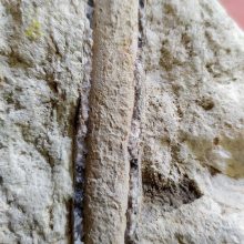 Pajūryje – įspūdinga moliusko fosilija