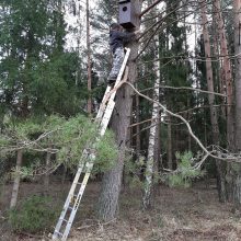 Prasidėjo pavasariu dvelkiantis šurmulys: pamaryje – paukščių migracija