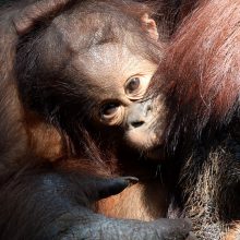 Orangutango tėvystės testas pateikė staigmeną
