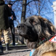 Protestuotojų reikalavimas Vyriausybei – atnaujinti praktinį vairavimo mokymą ir egzaminus