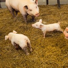 Latvijoje patvirtintas afrikinio kiaulių maro protrūkis