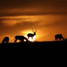 Įspūdinga: nuostabiausi saulėlydžiai Masai Maros laukinės gamtos rezervate. 
