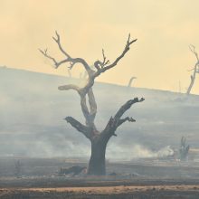 Australijos ugniagesiai: labiausiai nukentėjusioje valstijoje suvaldyti visi gaisrai