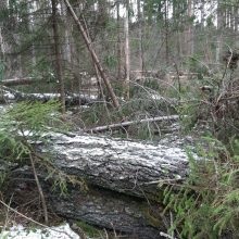 Miškininkai skelbia sutvarkę kovą siautusios audros „Laura“ padarinius