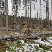 Miškininkai skelbia sutvarkę kovą siautusios audros „Laura“ padarinius