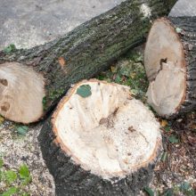 Vilniaus aplinkosaugininkai imasi tyrimo dėl 26 nupjautų medžių: savivaldybė leidimo nebuvo išdavusi