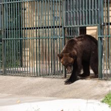 Nauji namai: N. Zobovo meška pratinasi prie parūpinto būsto Vokietijoje