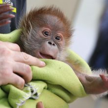Berlyno zoologijos sodo žvaigždė orangutanė Riekė iškeliauja į Angliją 