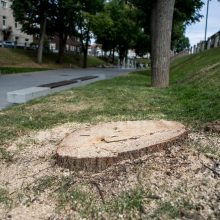 Kauniečiai sukluso: prie Kauko laiptų vėl pjauna medžius?