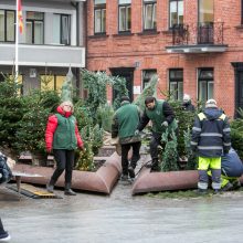 Kalėdinės nuotaikos Kaune – vis daugiau: prie savivaldybės jau puošiamas kalėdinių eglučių parkelis