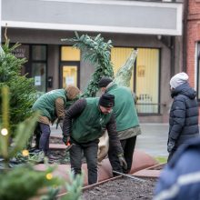 Kalėdinės nuotaikos Kaune – vis daugiau: prie savivaldybės jau puošiamas kalėdinių eglučių parkelis